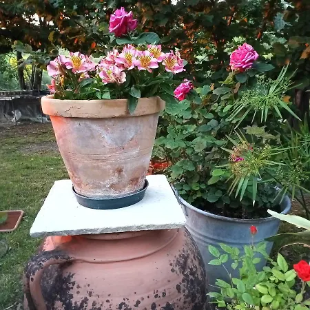 Tra grilli e cicale-3